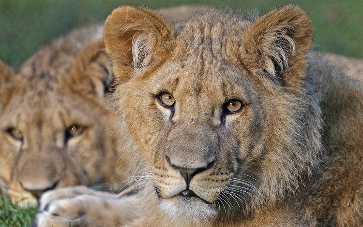хищник, большая кошка, львы, львята, predator, big cat, lions, the cubs
