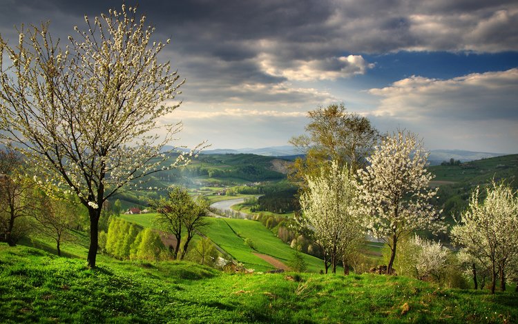 деревья, река, природа, пейзаж, весна, trees, river, nature, landscape, spring