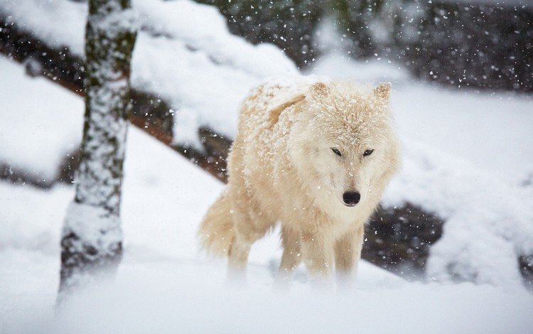зима, белый, хищник, волк, winter, white, predator, wolf
