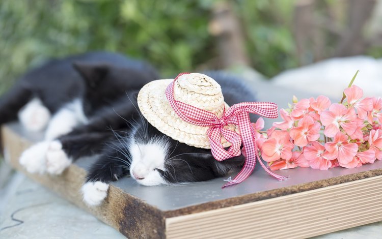 кот, кошка, сон, котенок, шляпа, cat, sleep, kitty, hat
