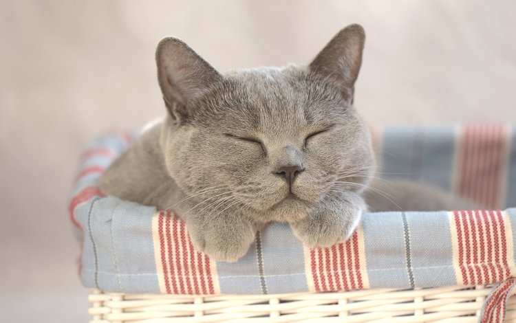 кот, кошка, сон, корзина, cat, sleep, basket