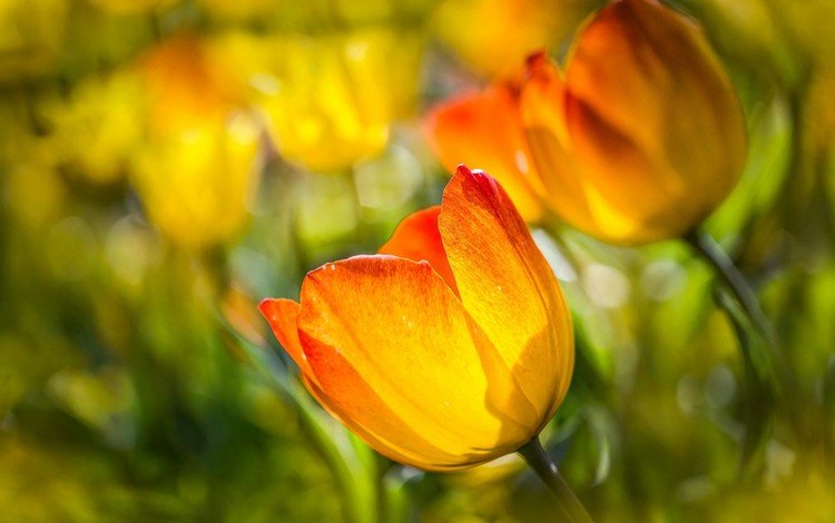 цветы, бутоны, макро, тюльпаны, боке, flowers, buds, macro, tulips, bokeh