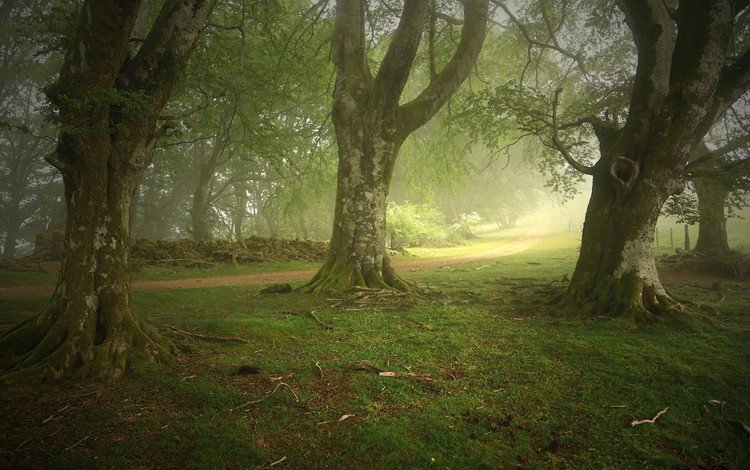 деревья, природа, лес, пейзаж, парк, туман, тропа, trees, nature, forest, landscape, park, fog, trail