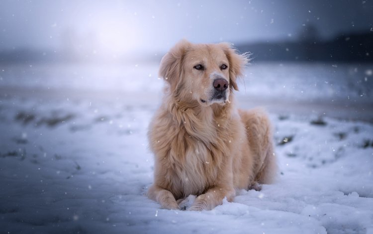 снег, мордочка, взгляд, собака, золотистый ретривер, голден ретривер, snow, muzzle, look, dog, golden retriever