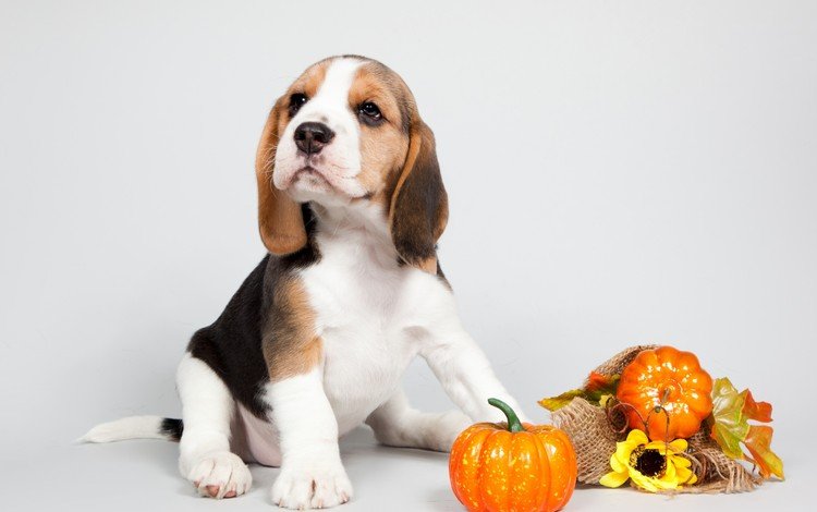 собака, щенок, уши, порода, тыква, бигль, dog, puppy, ears, breed, pumpkin, beagle