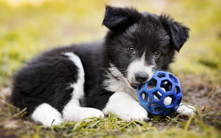 собака, щенок, мяч, бордер-колли, dog, puppy, the ball, the border collie
