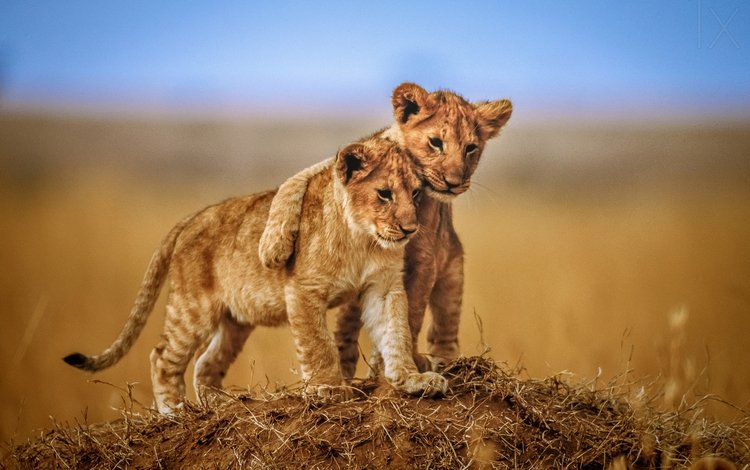 Обои львы львята детеныши Lions The Cubs для рабочего стола 159389