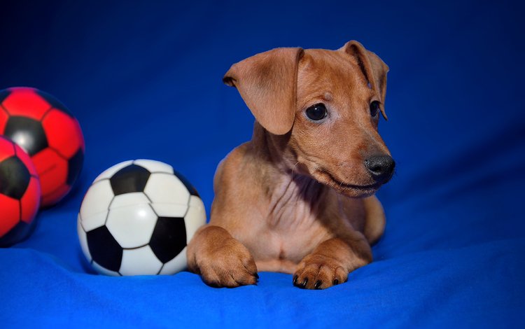 мордочка, собака, мячик, лапки, карликовый пинчер, цвергпинчер, футбольный мяч, muzzle, dog, the ball, legs, miniature pinscher