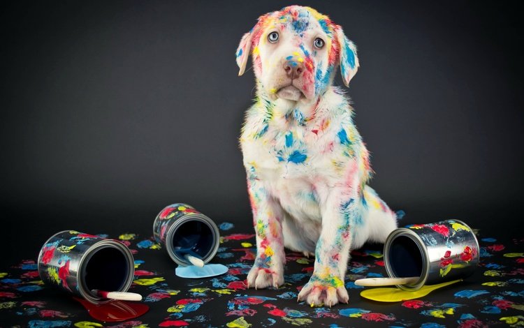 разноцветные, краски, собака, черный фон, лабрадор, банки, кисти, ретривер, colorful, paint, dog, black background, labrador, banks, brush, retriever