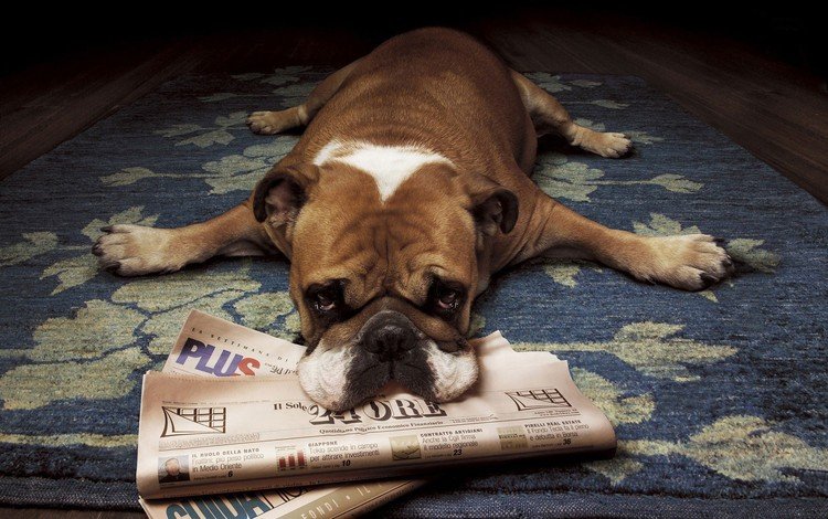 собака, лежит, щенок, газеты, бульдог, боксер, английский бульдог, dog, lies, puppy, newspapers, bulldog, boxer, english bulldog