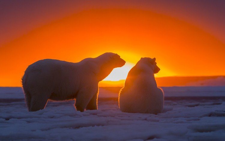 снег, закат, медведи, арктика, белые медведи, полярные медведи, snow, sunset, bears, arctic, polar bears
