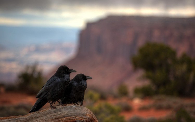 природа, вороны, закат, ворона, животные, каньон, птицы, клюв, перья, ворон, nature, crows, sunset, crow, animals, canyon, birds, beak, feathers, raven