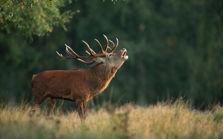природа, олень, фон, рога, благородный олень, марал, nature, deer, background, horns, red deer, maral