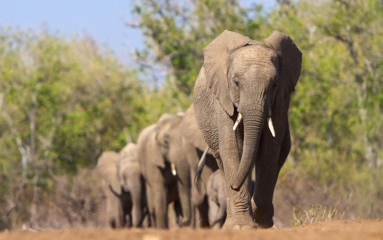 животные, африка, слоны, animals, africa, elephants