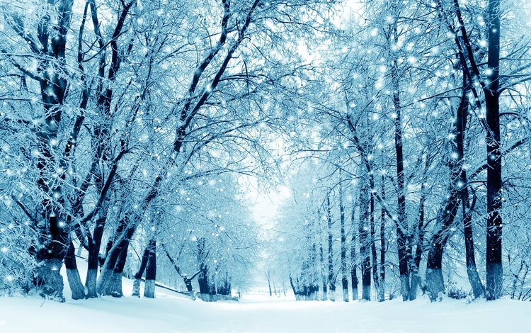 природа, зима, парк, nature, winter, park