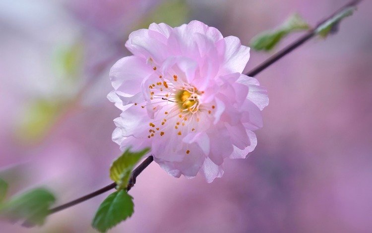 цветок, лепестки, сад, весна, вишня, сакура, flower, petals, garden, spring, cherry, sakura