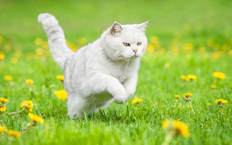 цветы, трава, кошка, одуванчики, белая, британская короткошерстная, британская короткошерстная кошка, flowers, grass, cat, dandelions, white, british shorthair