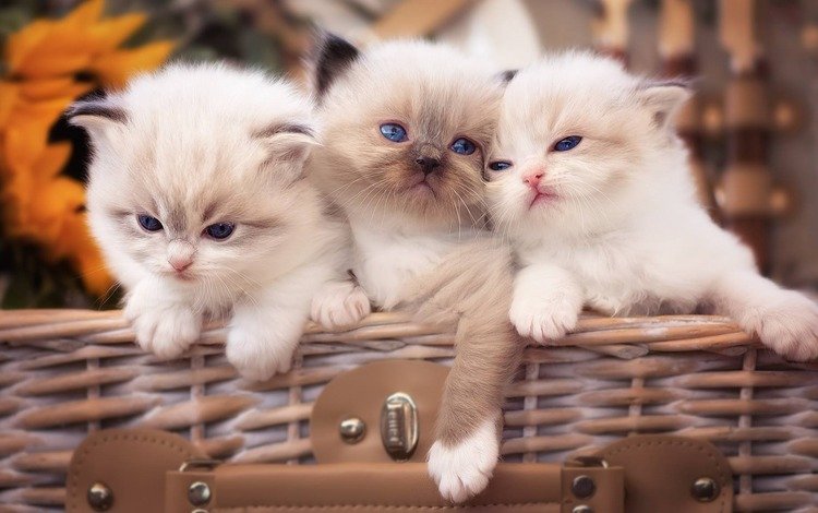 кошки, малыши, котята, голубые глаза, рэгдолл, cats, kids, kittens, blue eyes, ragdoll