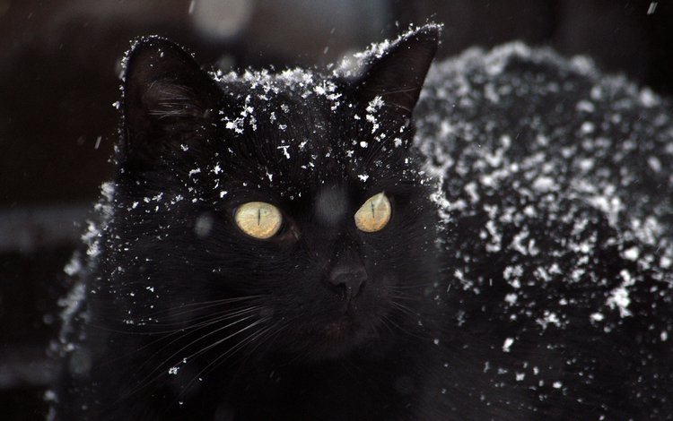 глаза, снег, фон, кот, усы, кошка, взгляд, черный, eyes, snow, background, cat, mustache, look, black