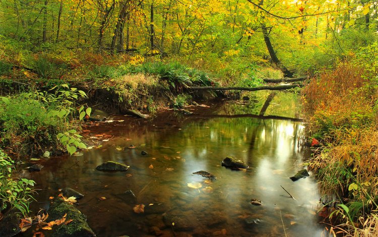 трава, деревья, река, природа, камни, лес, отражение, осень, grass, trees, river, nature, stones, forest, reflection, autumn