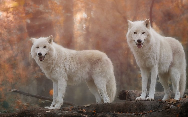 хищники, волки, белый волк, predators, wolves, white wolf