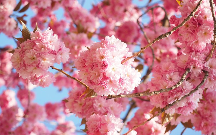 цветение, весна, сакура, японская вишня, flowering, spring, sakura, japanese cherry