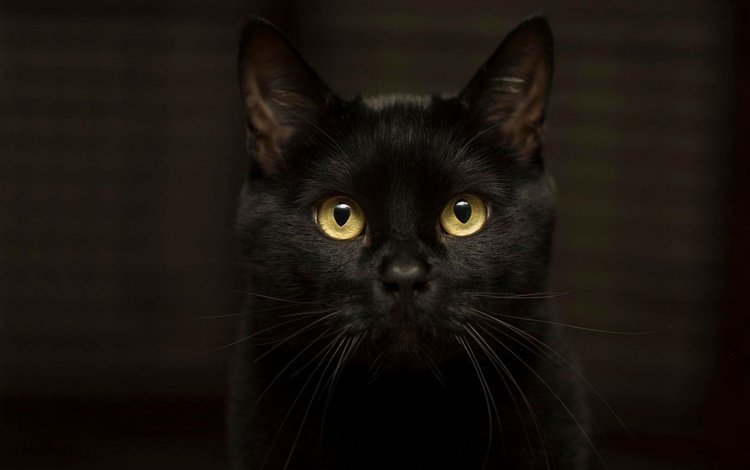 глаза, фон, кот, усы, кошка, взгляд, черный, желтые глаза, eyes, background, cat, mustache, look, black, yellow eyes