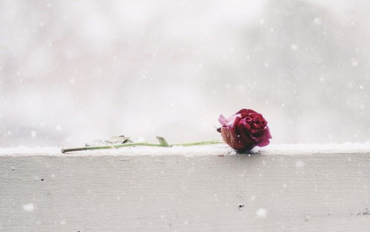 снег, цветок, роза, snow, flower, rose