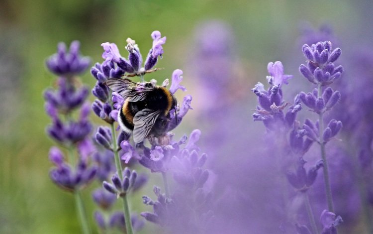 цветы, насекомое, лаванда, пчела, опыление, flowers, insect, lavender, bee, pollination