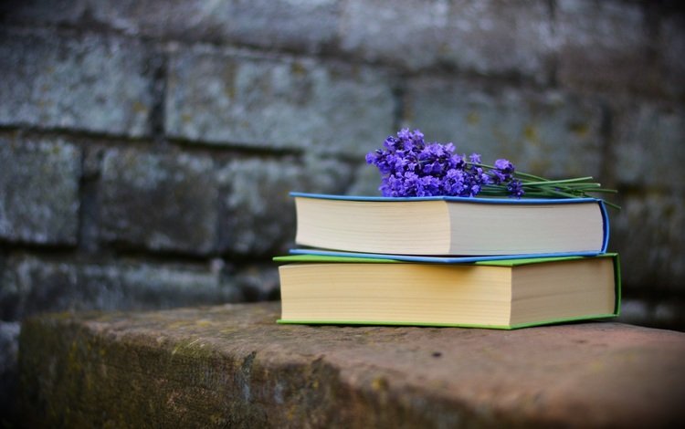 лаванда, стена, книги, кирпичи, чтение, фиолетовые цветы, lavender, wall, books, bricks, reading, purple flowers