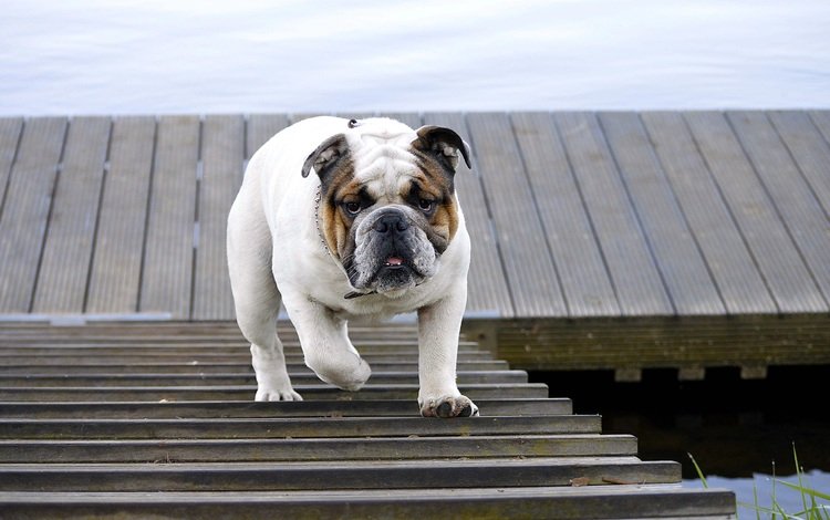 лестница, собака, прогулка, животное, бульдог, английский бульдог, ladder, dog, walk, animal, bulldog, english bulldog