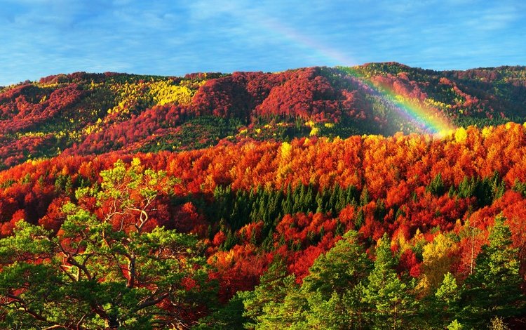деревья, природа, лес, осень, радуга, карпаты, trees, nature, forest, autumn, rainbow, carpathians