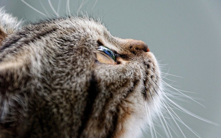 глаза, кот, мордочка, усы, кошка, взгляд, профиль, eyes, cat, muzzle, mustache, look, profile