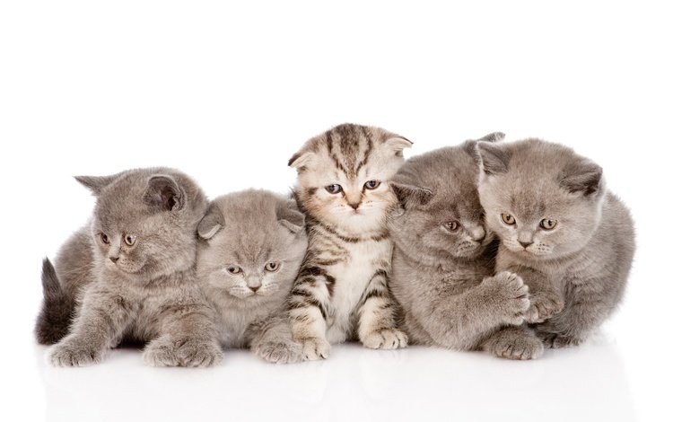мордочка, усы, взгляд, котенок, малыши, котята, muzzle, mustache, look, kitty, kids, kittens