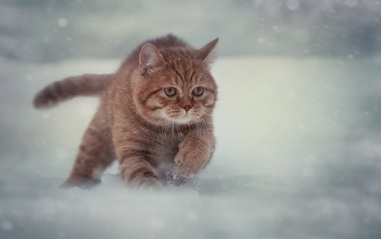 снег, зима, кот, мордочка, усы, кошка, взгляд, бег, snow, winter, cat, muzzle, mustache, look, running