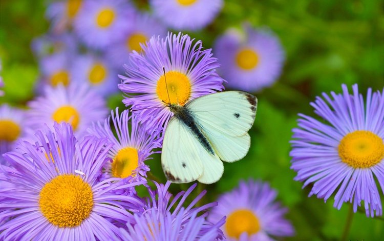 цветы, природа, насекомое, бабочка, крылья, flowers, nature, insect, butterfly, wings
