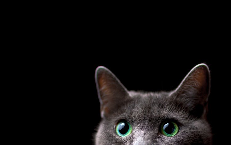 фон, кот, мордочка, кошка, взгляд, черный фон, ушки, background, cat, muzzle, look, black background, ears