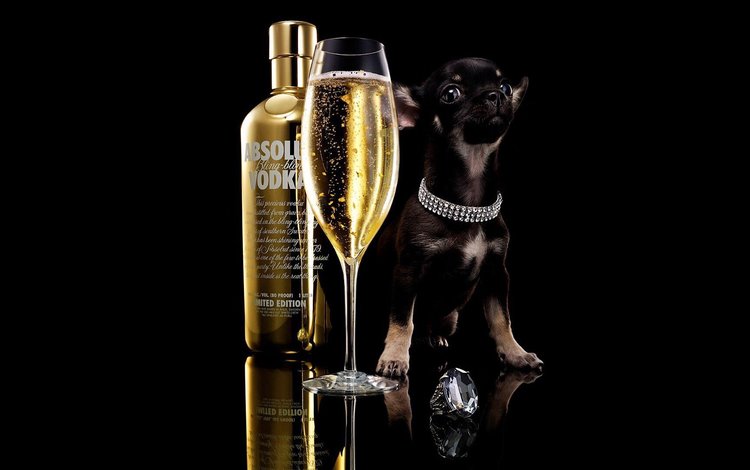 собака, чихуахуа, щенок, absolut, бокал, черный фон, бутылка, шампанское, алкоголь, водка, dog, chihuahua, puppy, glass, black background, bottle, champagne, alcohol, vodka