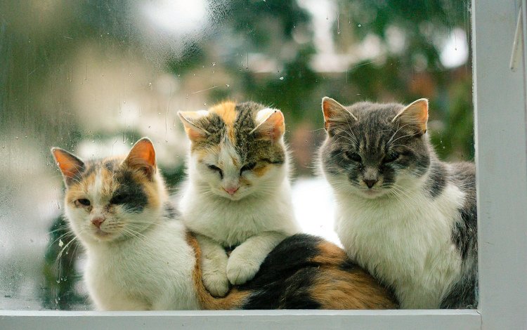 глаза, взгляд, коты, окно, кошки, eyes, look, cats, window