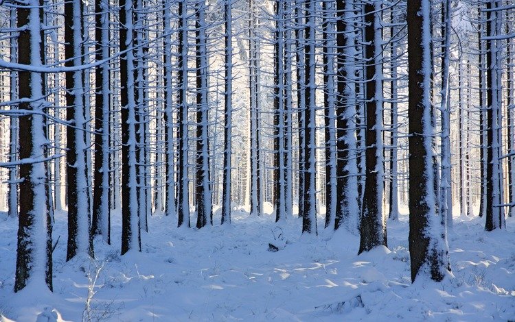 природа, лес, зима, nature, forest, winter
