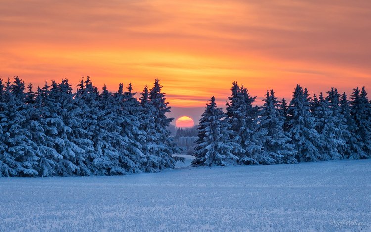 снег, природа, лес, закат, зима, snow, nature, forest, sunset, winter