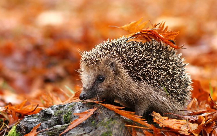 листья, осень, животное, ежик, еж, осенние листья, leaves, autumn, animal, hedgehog, autumn leaves