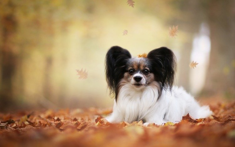 листья, мордочка, взгляд, осень, собака, папильон, папийон, той-спаниель, leaves, muzzle, look, autumn, dog, papillon