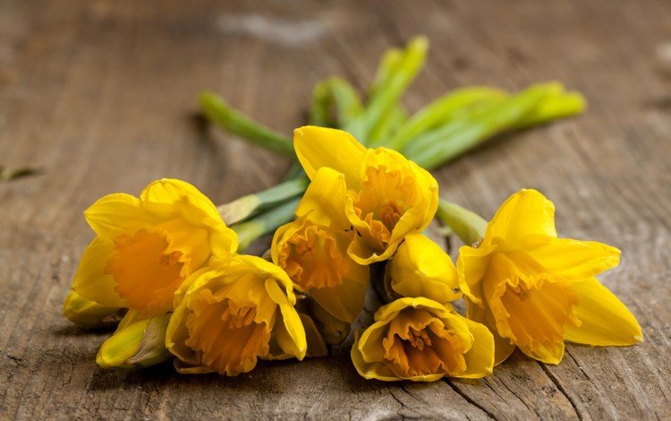 цветы, весна, нарциссы, flowers, spring, daffodils