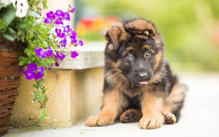 цветы, собака, щенок, немецкая овчарка, flowers, dog, puppy, german shepherd