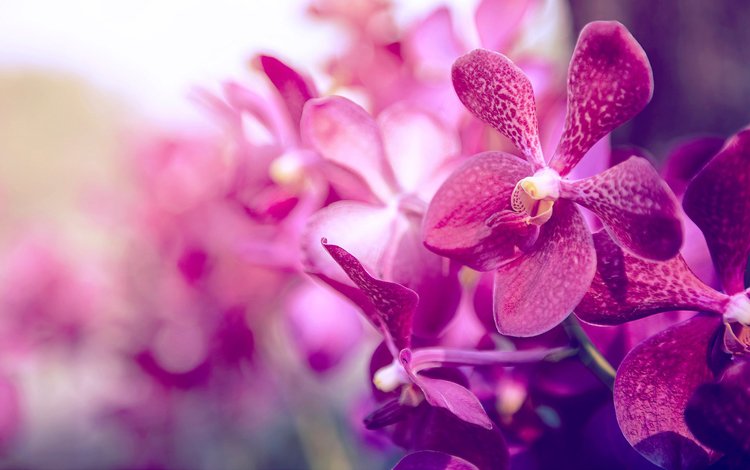 фон, лепестки, цвет, орхидея, background, petals, color, orchid