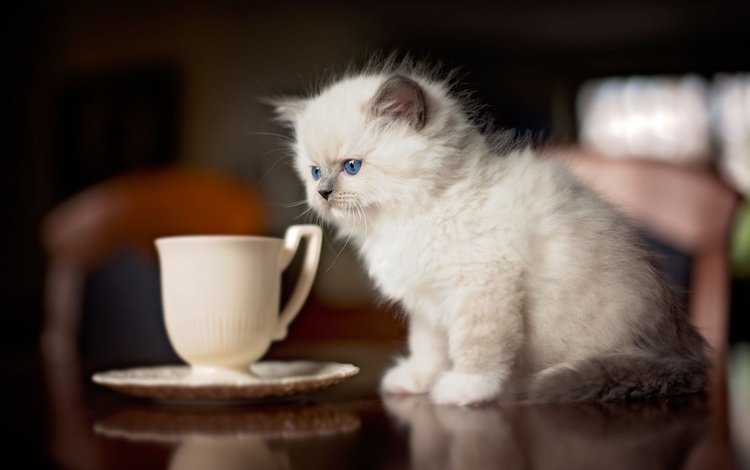 кот, кошка, котенок, стол, блюдце, чашка, сиамский, голубоглазый, рэгдолл, ragdoll, cat, kitty, table, saucer, cup, siamese, blue-eyed