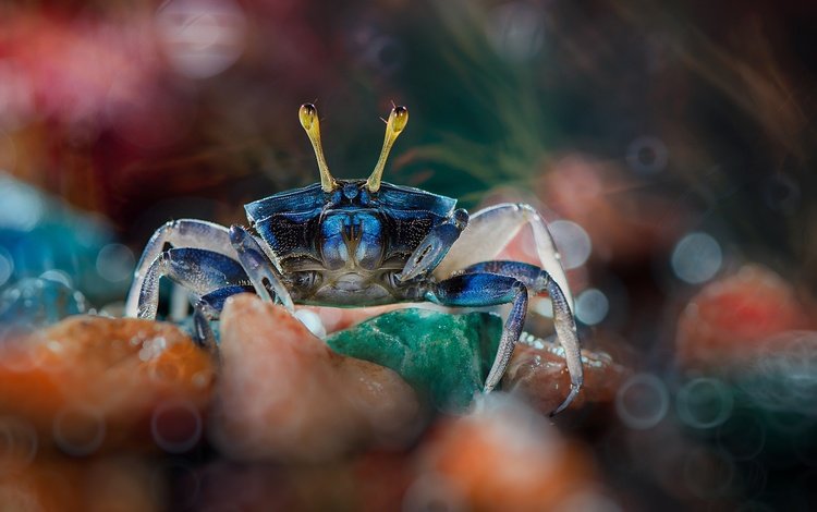 камни, макро, краб, боке, клешни, stones, macro, crab, bokeh, claws