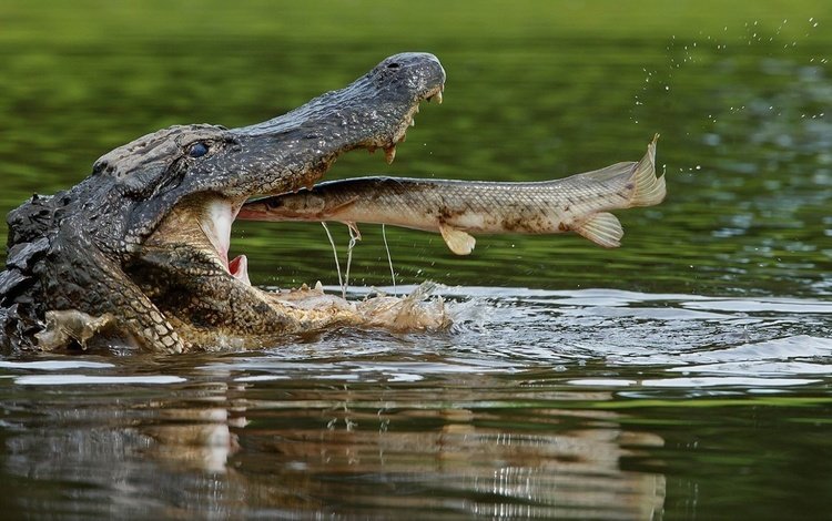 вода, крокодил, пасть, рыба, пресмыкающиеся, щука, water, crocodile, mouth, fish, reptiles, pike