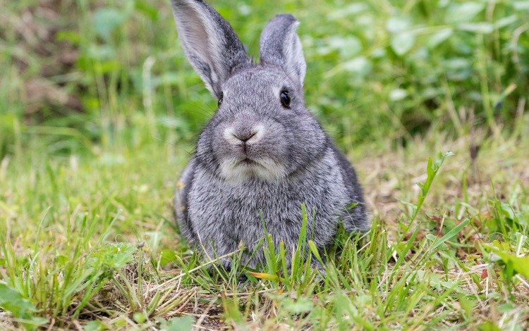 трава, мордочка, взгляд, луг, ушки, кролик, заяц, grass, muzzle, look, meadow, ears, rabbit, hare